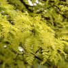 Sunburst Honeylocust #7 - Image 2